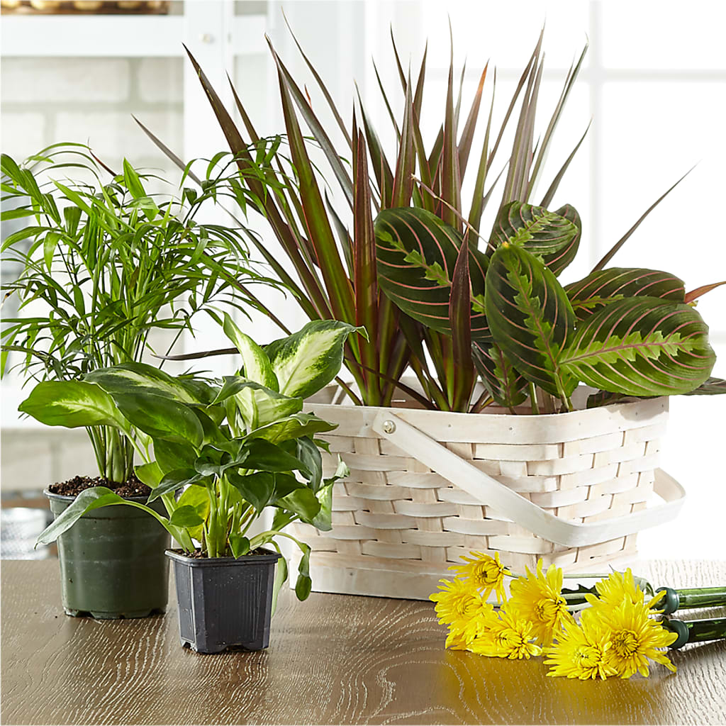 Florist Designed Blooming and Green Plants in a Basket – ROWLEE'S BUDS, Los Osos CA