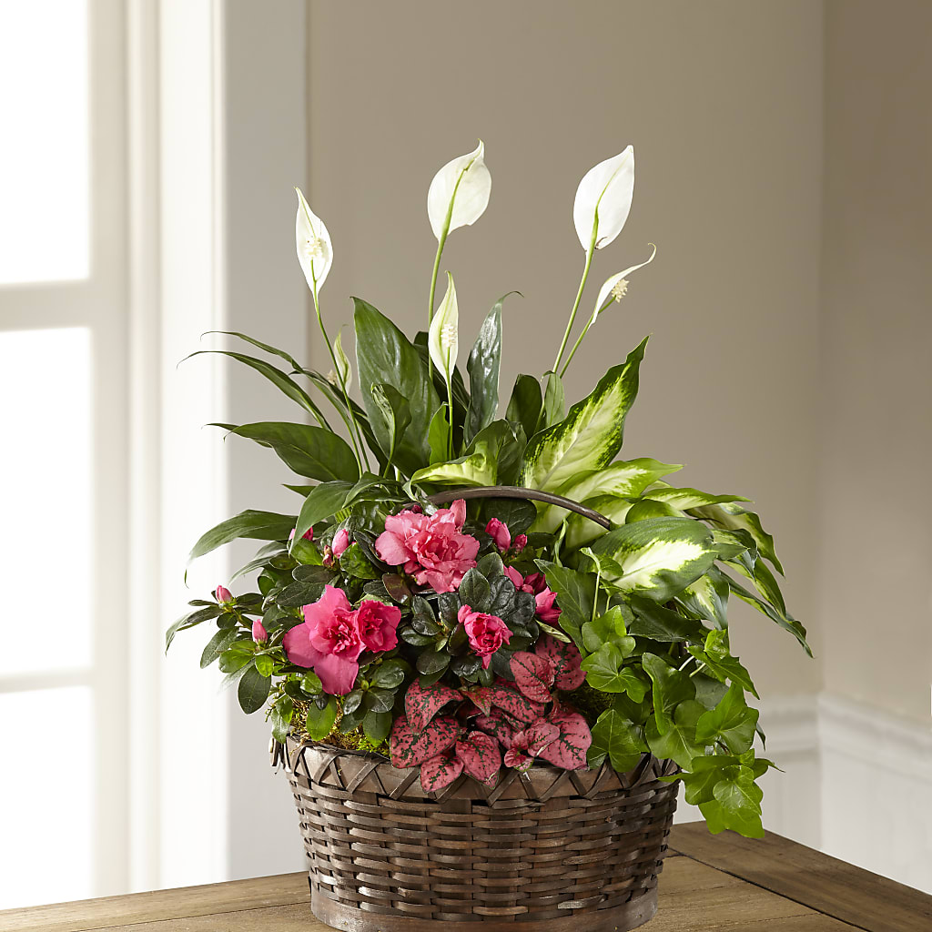 Dream in Pink Dishgarden – ROWLEE'S BUDS, Los Osos CA