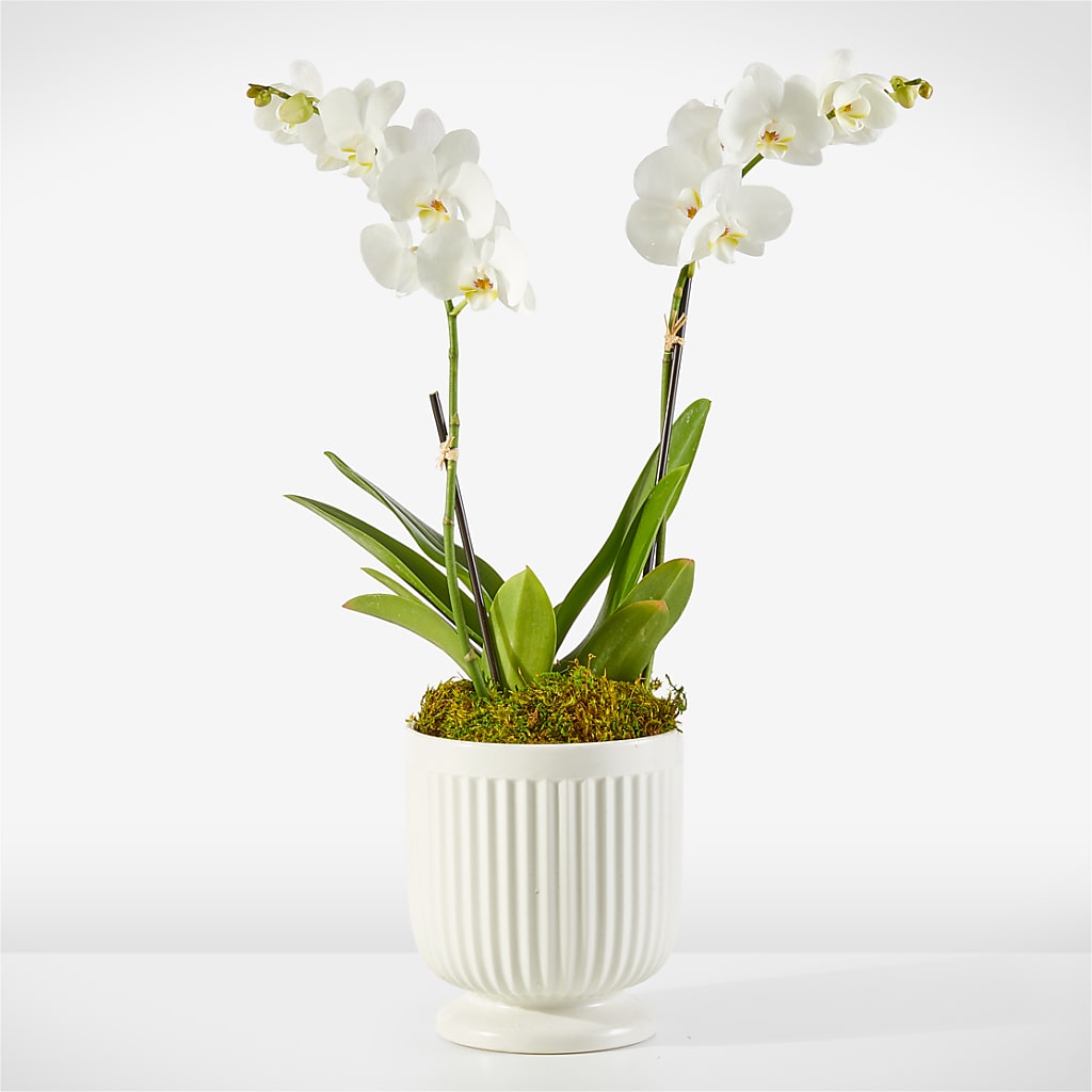 Whispering White Orchid – ROWLEE'S BUDS, Los Osos CA