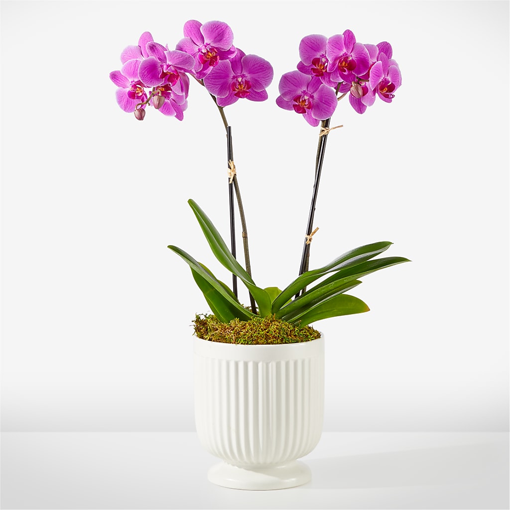 Friendly Fuchsia Orchid – ROWLEE'S BUDS, Los Osos CA