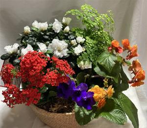 RBB1005 – ROWLEE'S BUDS, Los Osos CA