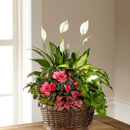 Dream in Pink Dishgarden – ROWLEE'S BUDS, Los Osos CA