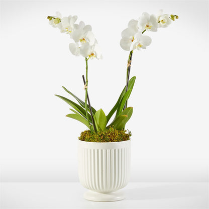 Whispering White Orchid – ROWLEE'S BUDS, Los Osos CA