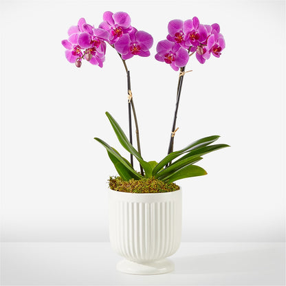 Friendly Fuchsia Orchid – ROWLEE'S BUDS, Los Osos CA