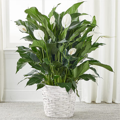 A New Leaf Peace Lily – ROWLEE'S BUDS, Los Osos CA