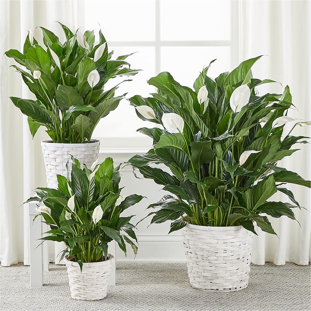 A New Leaf Peace Lily – ROWLEE'S BUDS, Los Osos CA